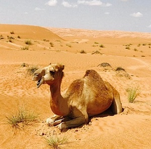 camel-in-desert