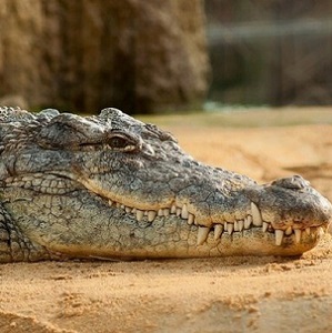 crocodile-in-India