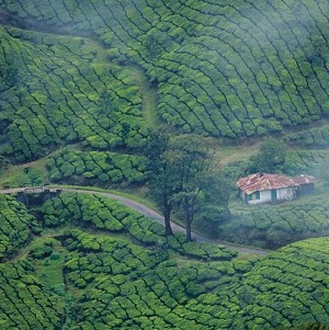 tea-plantation-kerala